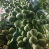 گردو ژنوتیپ